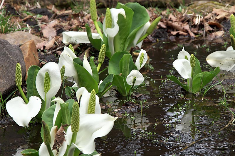 水芭蕉・クリンソウ群生地